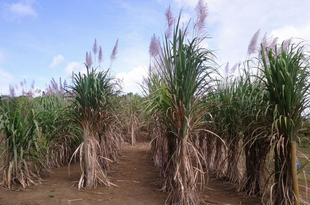 CBMEG Unicamp na Agencia FAPESP - 2019 - materia plantas polipoides