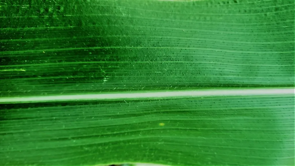 GCCRC - Projects - Mitochondria